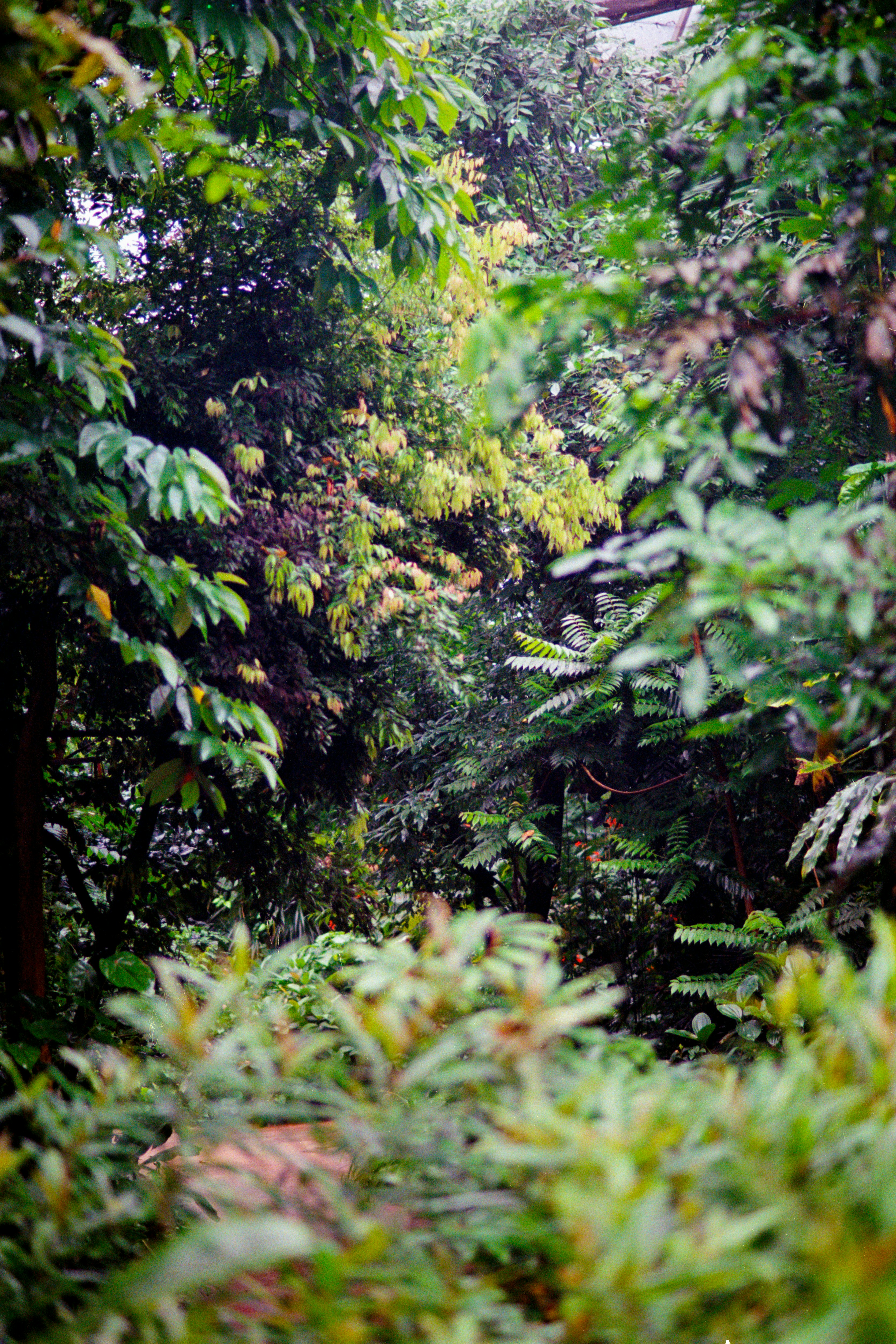 Amazon Rainforest Expedition
